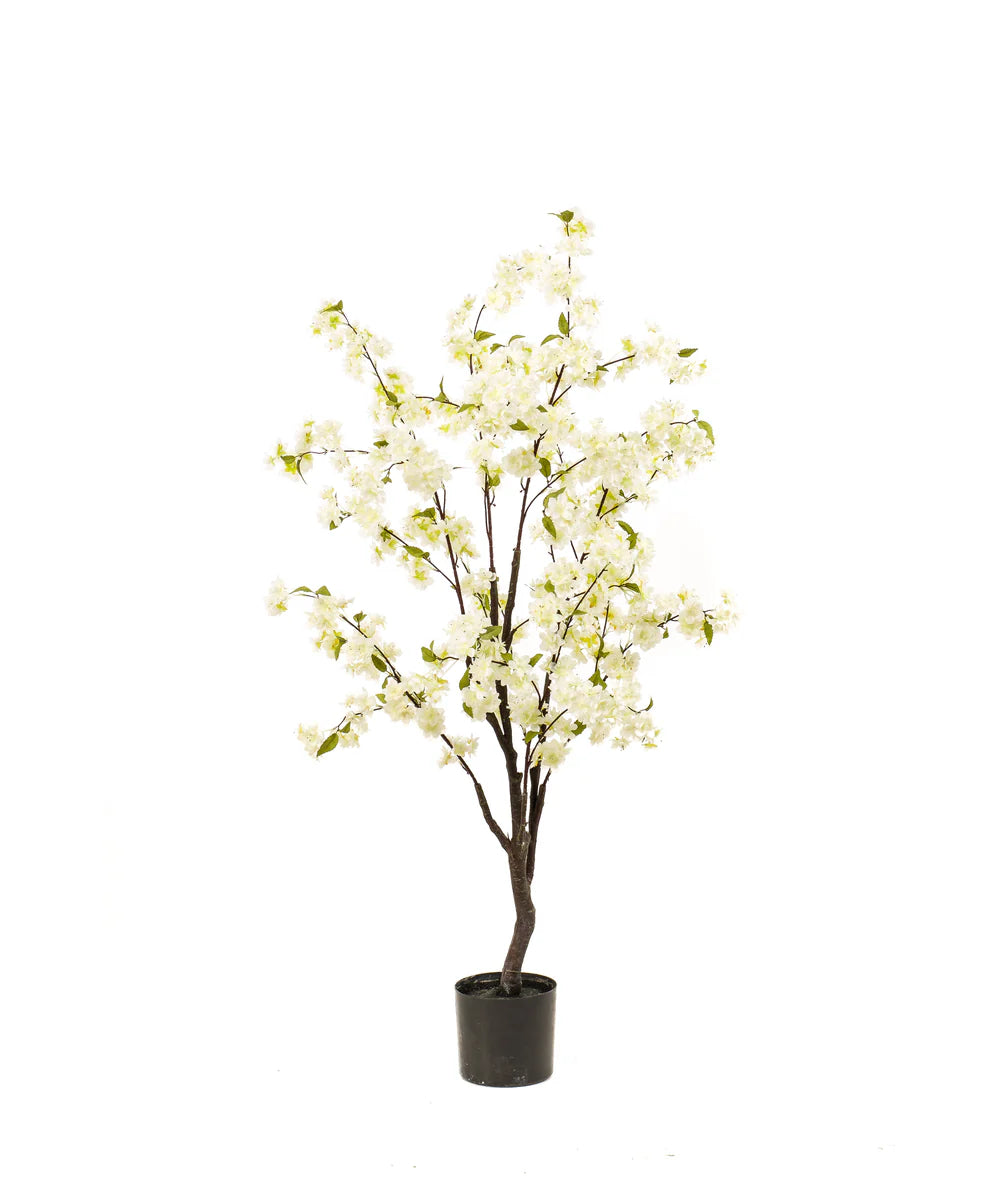 Bloesemboom Anna