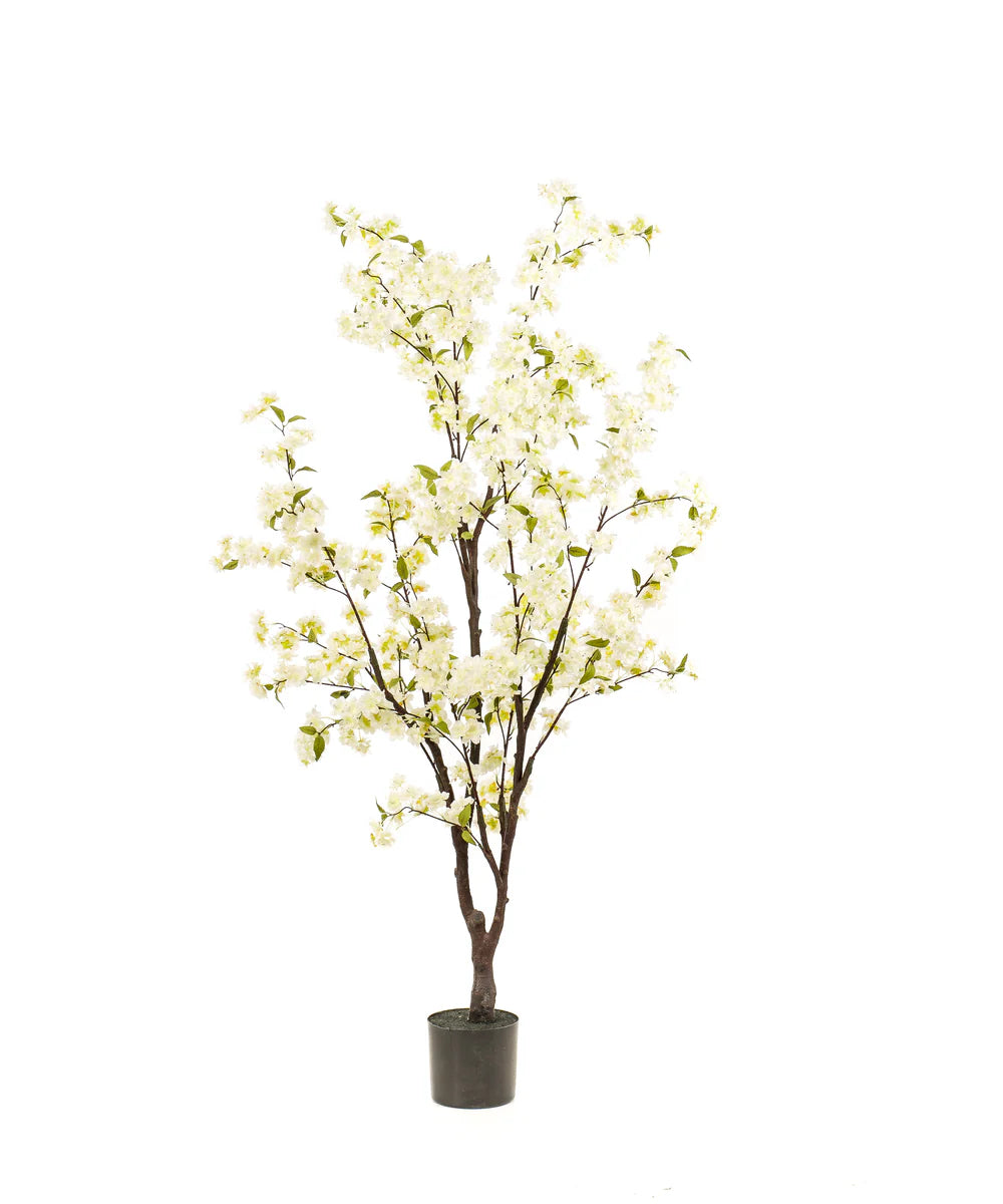 Bloesemboom Anna