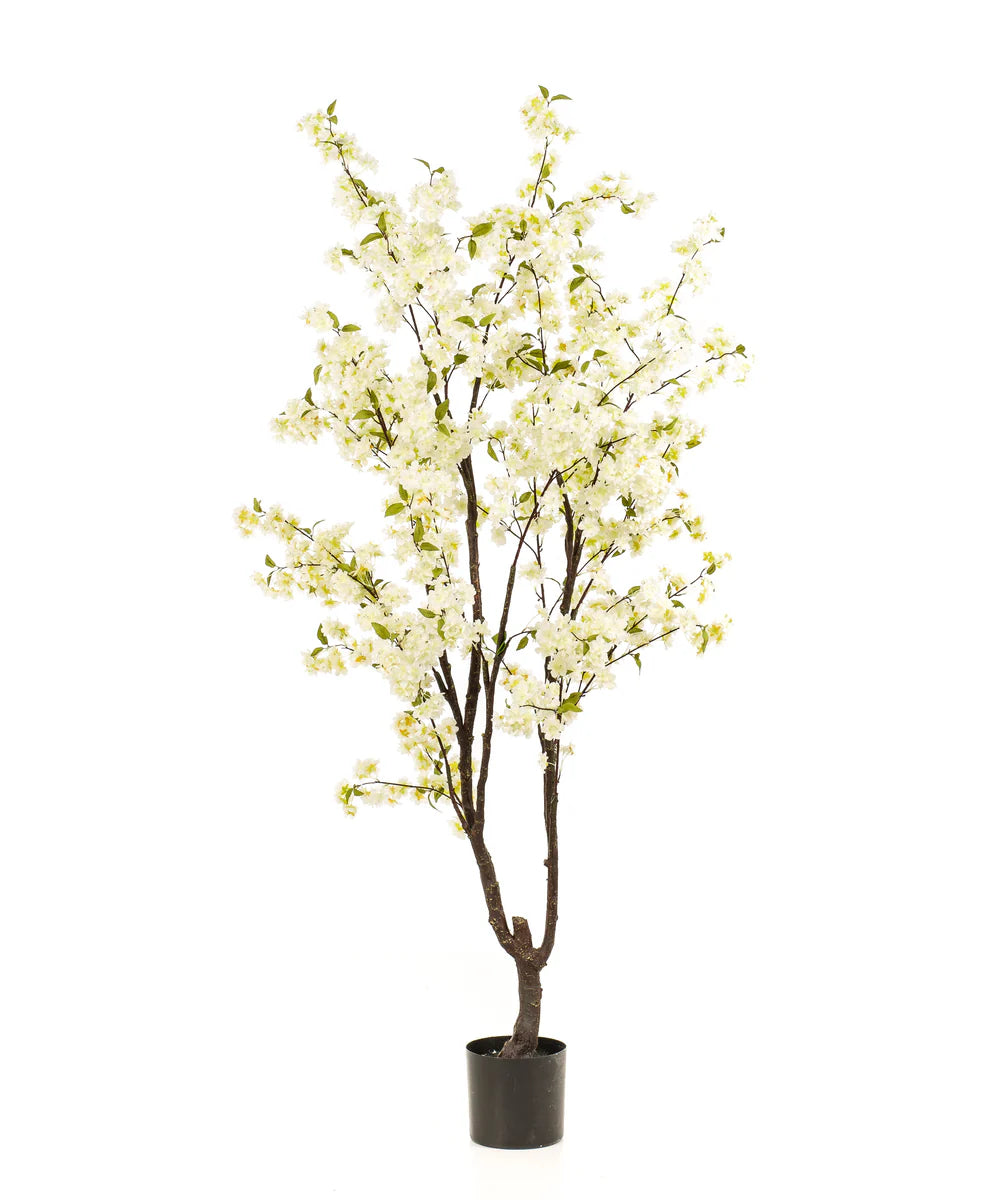 Bloesemboom Anna