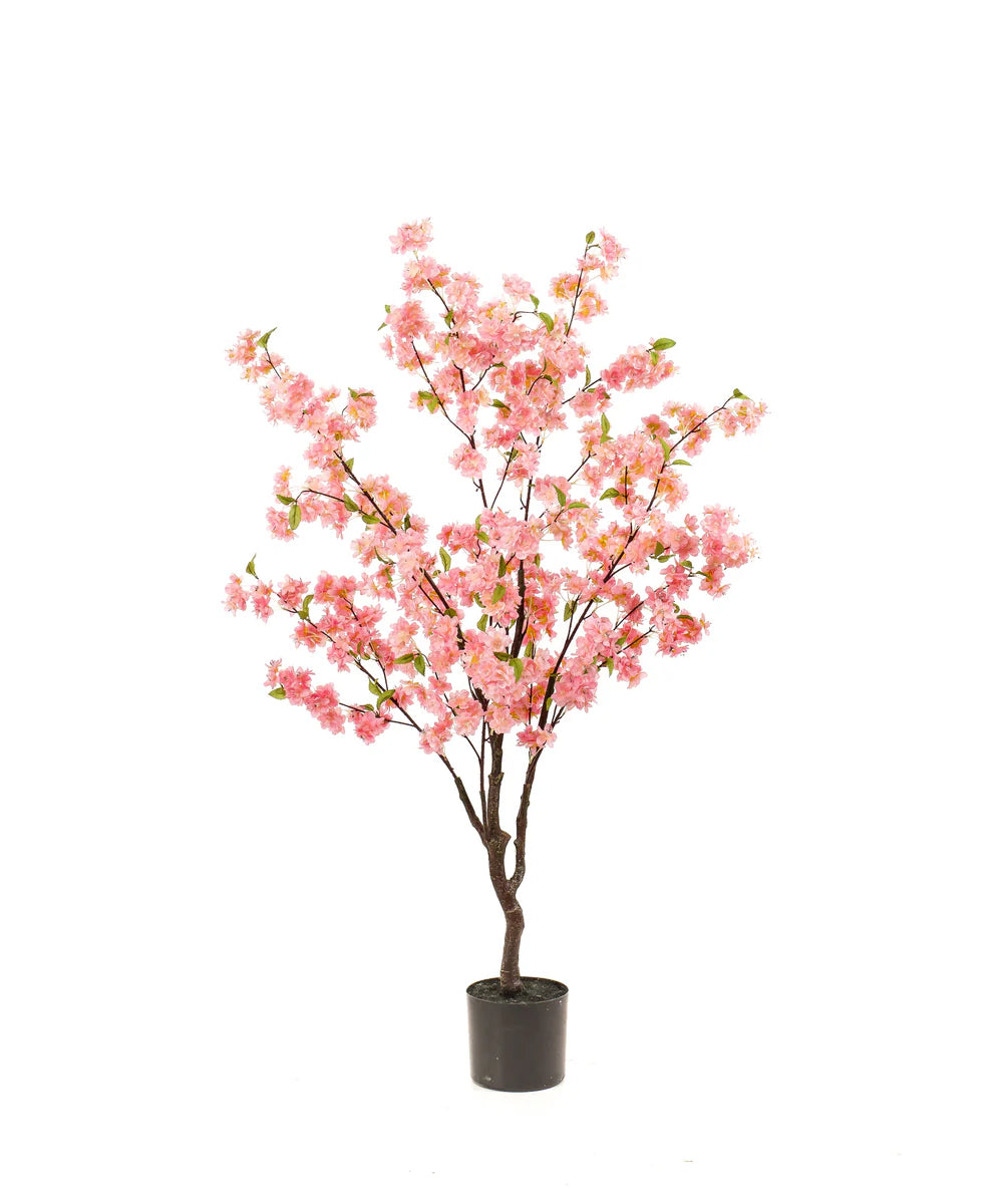 Bloesemboom Anna
