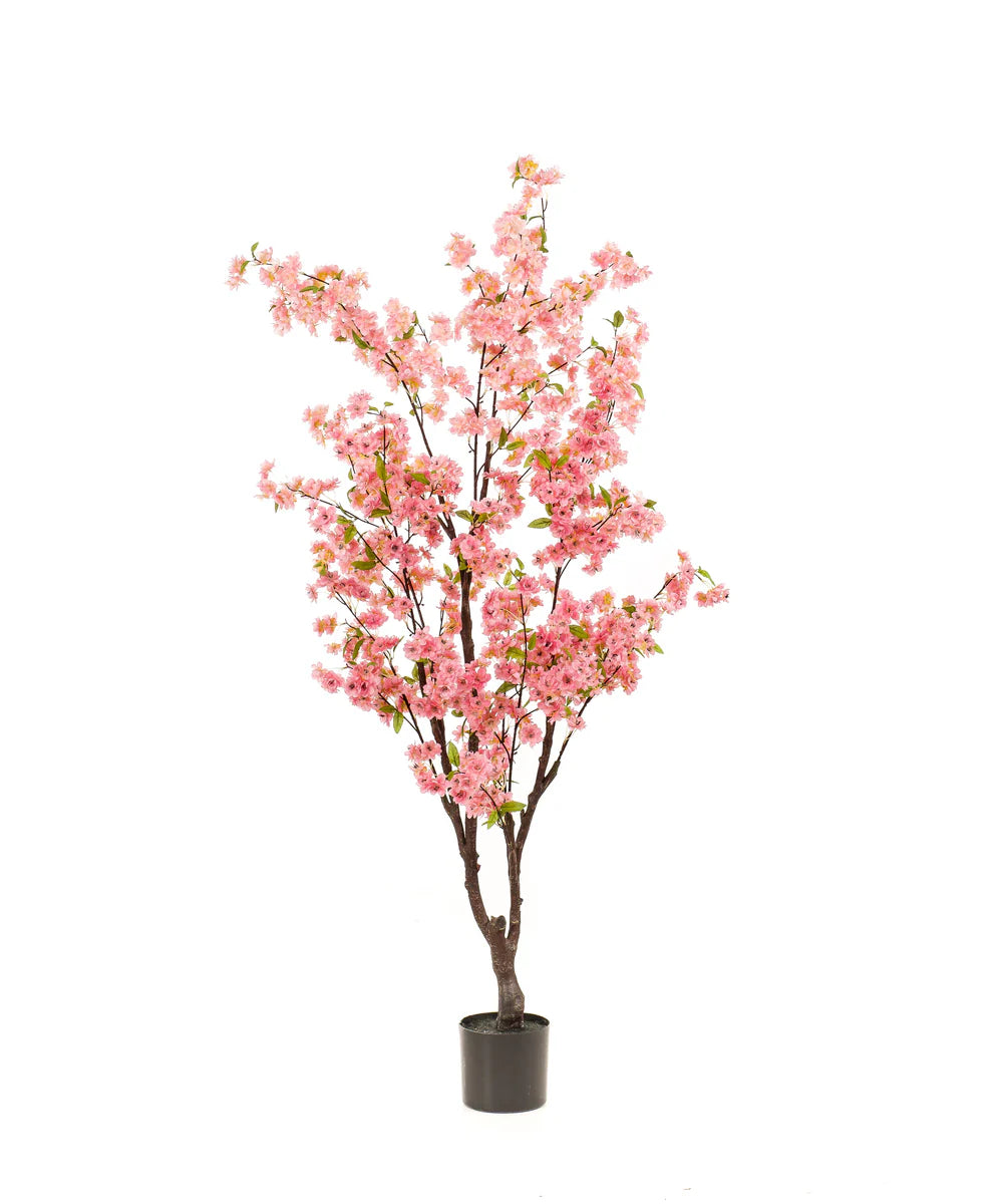 Bloesemboom Anna
