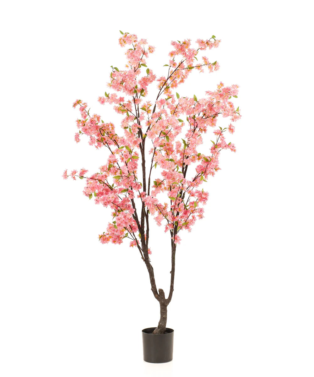 Bloesemboom Anna