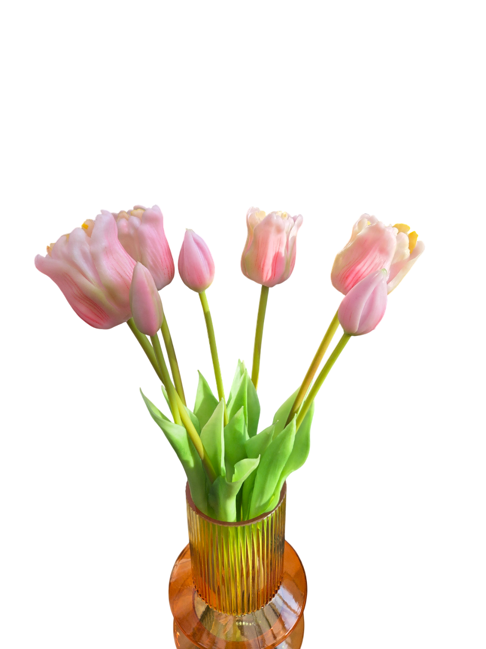 Tulips open